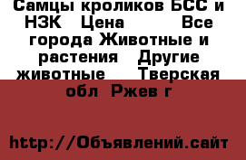 Самцы кроликов БСС и НЗК › Цена ­ 400 - Все города Животные и растения » Другие животные   . Тверская обл.,Ржев г.